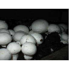 Мицелий Шампиньона двуспорого белая раса (Agaricus bisporus) Мицелий Шампиньона двуспорого белая раса (Agaricus bisporus)